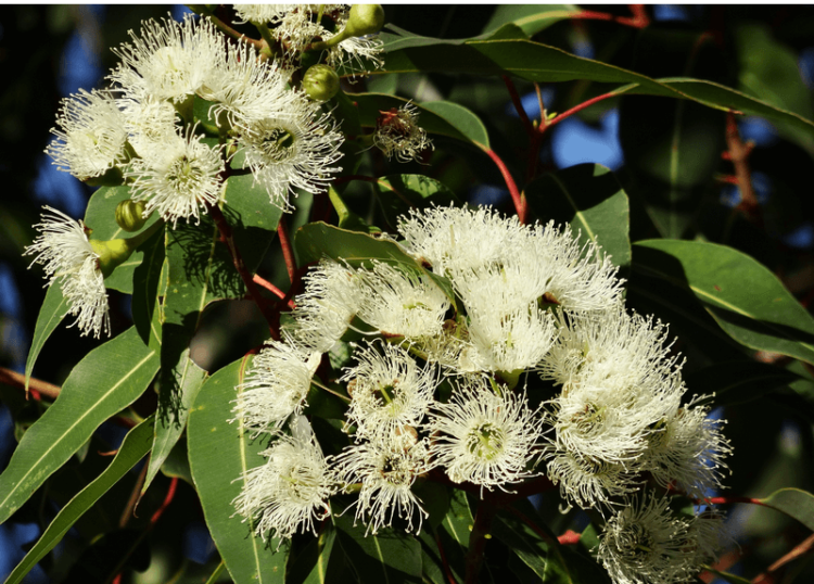 Eucalyptus-Miel-Australien - Le Jardin Qui Nourrit