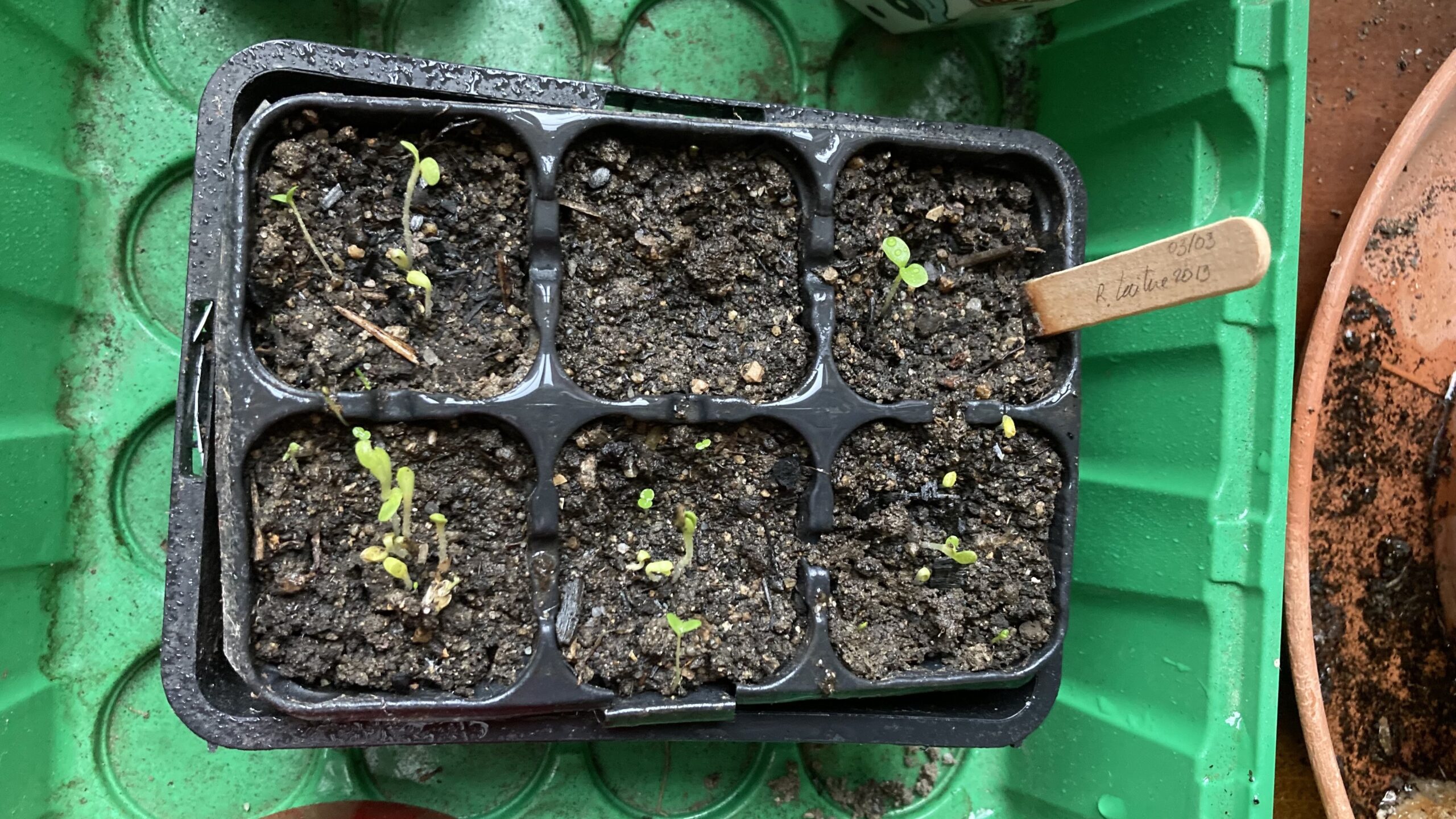 Le printemps est là : Préparer vos semis de salades ! - Le Jardin Qui ...