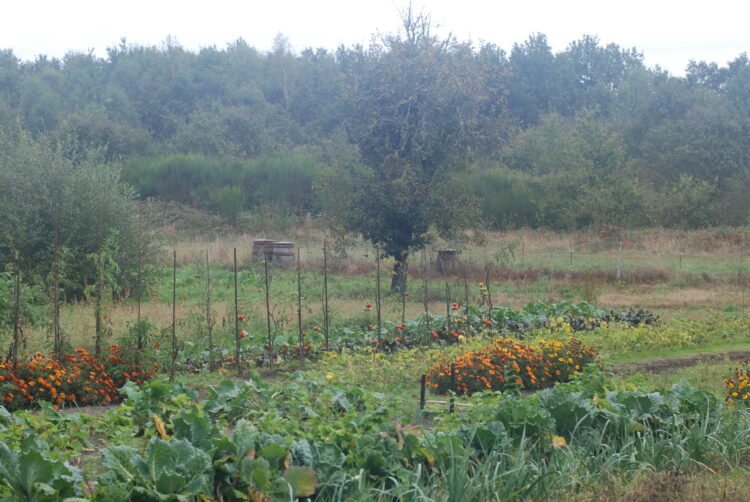 Mon Potager Caroline Martin Le Jardin Qui Nourrit